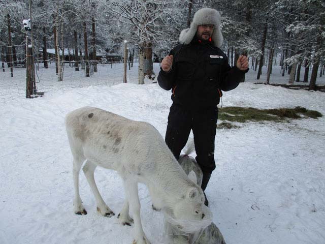 Reindeer are a central part of daily life for many Finns.