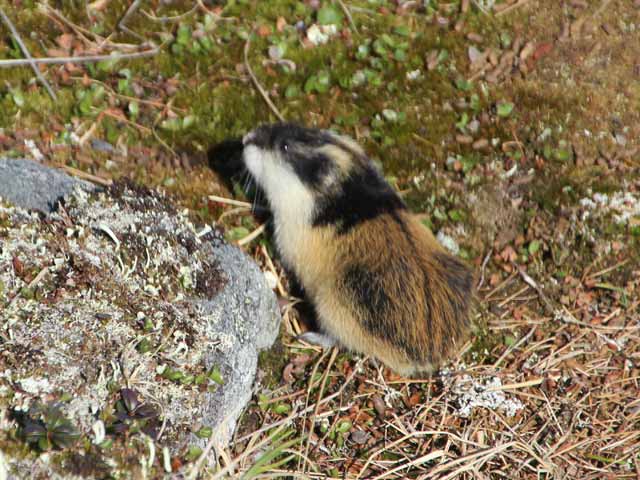 Lemmings - the truth behind the myths - Nature Travels Blog