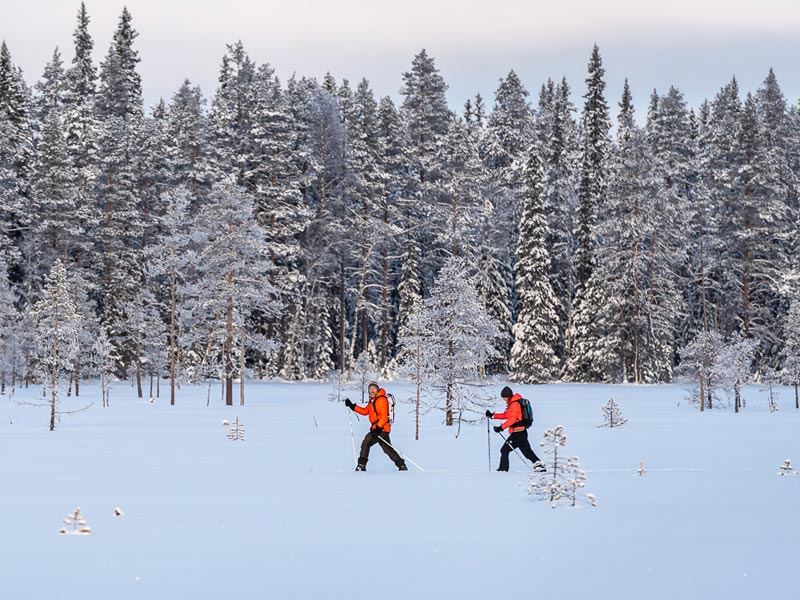 Husky, Ski and Snowshoe Week in Southern Lapland