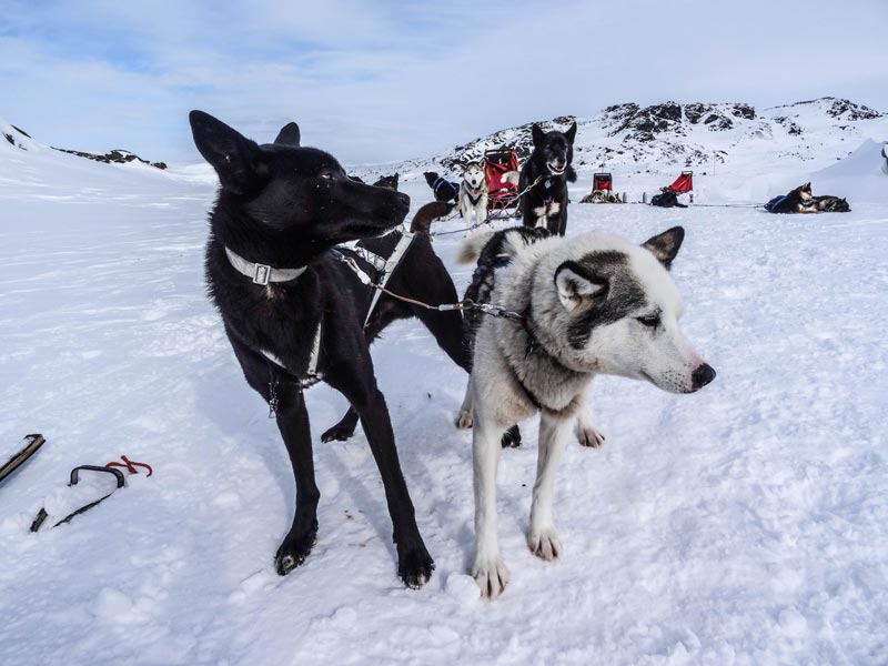 Driving your own dogsled