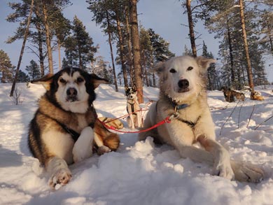 Wilderness Lodge and Husky Sledding in Swedish Lapland