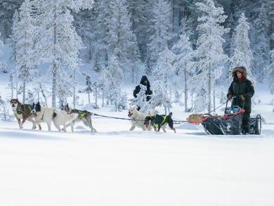 Northern Lights Husky Week