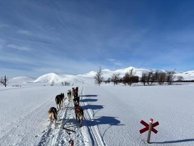 Mountain Dogsled Expedition in Lapland