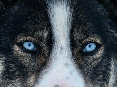 First Steps Husky Holiday
