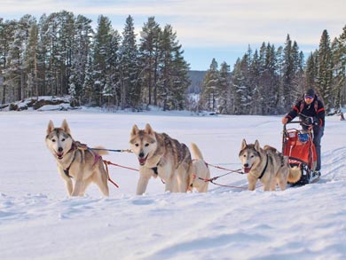 Husky Sled Experience in Northern Jämtland