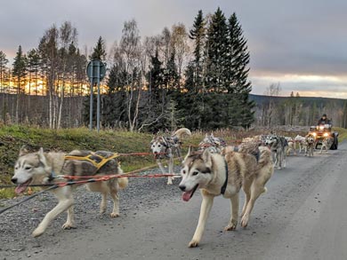 Autumn Training Week with the Huskies, Sweden