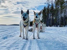 Compare Dogsled Tours in Finland