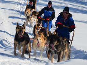 Compare Dogsled Tours in Norway