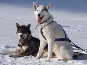 Compare Dogsled Tours in Sweden