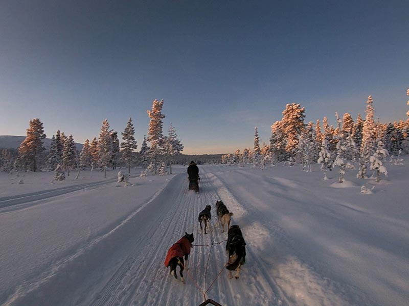 Dog sledding in Kiruna Lapland
