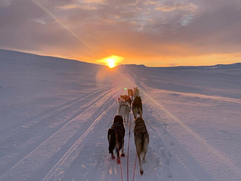 Dog sledding in Finnmark