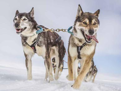 Hut to Hut Aurora Husky Safari in Lapland | Photo: HHS