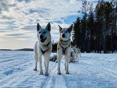Hut to Hut Aurora Husky Safari in Lapland | Photo: Marco Penzone