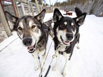Hut to Hut Aurora Husky Safari in Lapland | Photo: HHS
