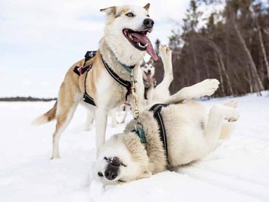 Hut to Hut Aurora Husky Safari in Lapland | Photo: HHS