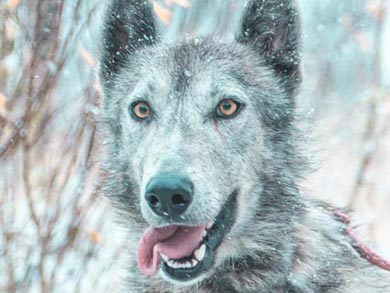 Wilderness Lodge and Husky Sledding in Swedish Lapland | Photo: KST
