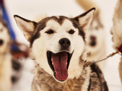 The dogs look forward to meeting you! | Photo: Brian Nicholson