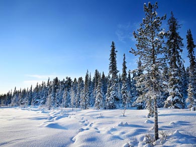 Northern Lights Dogsled Adventure in Lapland | Photo: William Reavell