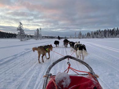 Northern Lights Dogsled Adventure in Lapland | Photo: Martha Goodridge-Kelly