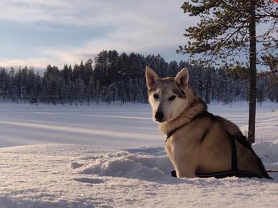 Northern Dogsled Adventure in Lapland | Photo: KST