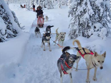 Northern Lights Dogsled Adventure in Lapland | Photo: KST