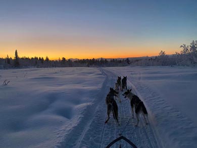 Northern Dogsled Adventure in Lapland | Photo: KST