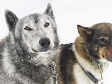 Northern Dogsled Adventure in Lapland | Photo: KST