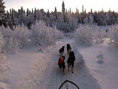 Sauna at the kennels | Photo: Paddy Carney