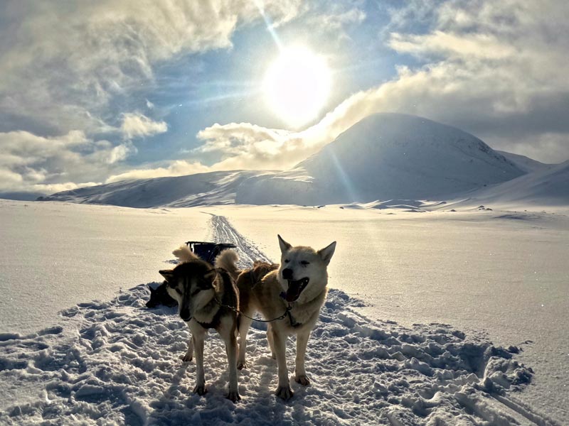 Dog sledding on Kungsleden in Swedish Lapland
