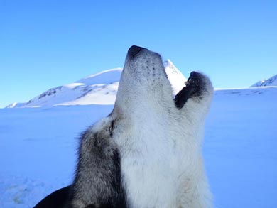 Husky Expedition to the King's Trail in Lapland | Photo: Tim Paradiso