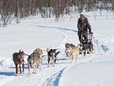 Husky Expedition to the King's Trail in Lapland | Photo: KST