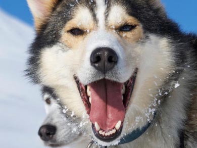 The dogs, as always, will be the stars of the show! | Photo: Mark Vautier