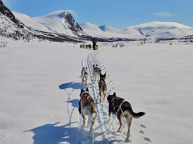 Dog sledding in the mountains
