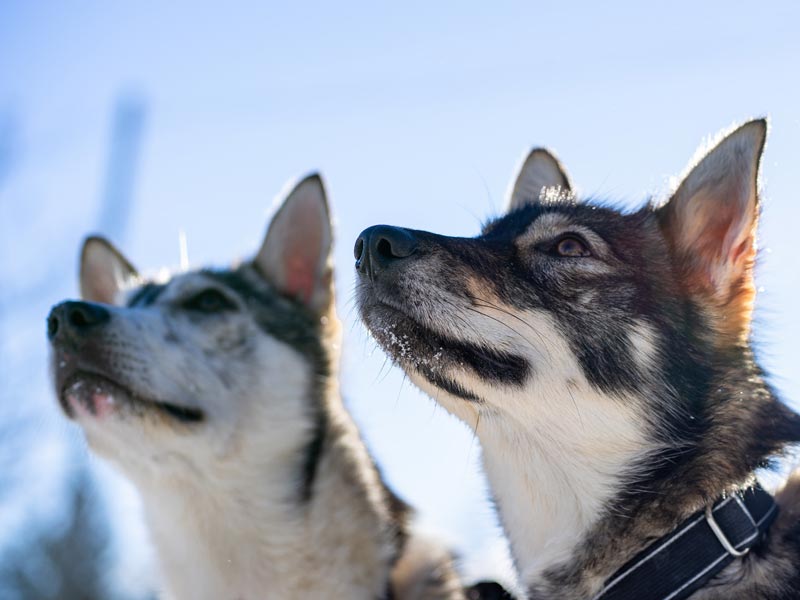 Working with the huskies