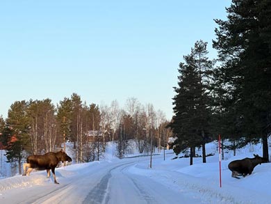Moose crossing the road in the village | Photo: NOH