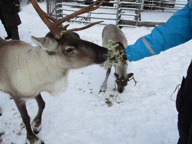 Reindeer Encounter and S&aacute;mi Experience in Lapland | Photo: Nature Travels