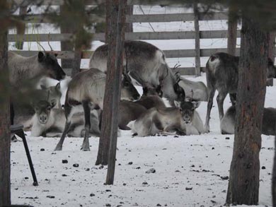 Reindeer Encounter and S&aacute;mi Experience in Lapland | Photo: Resy van Beek