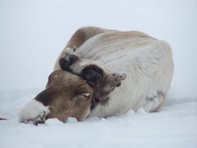 Reindeer Encounter and S&aacute;mi Experience in Lapland | Photo: Nature Travels