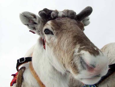 Reindeer Encounter and S&aacute;mi Experience in Lapland | Photo: Nature Travels