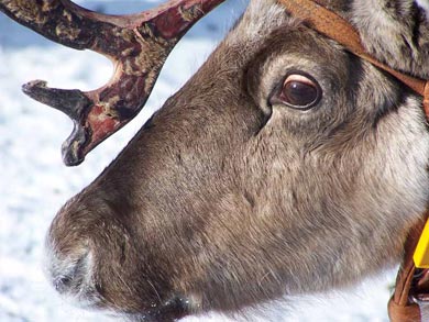 Reindeer Encounter and S&aacute;mi Experience in Lapland | Photo: Nature Travels