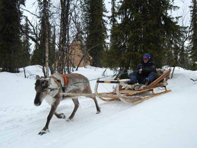 Reindeer Encounter and S&aacute;mi Experience in Lapland | Photo: Peter Grant