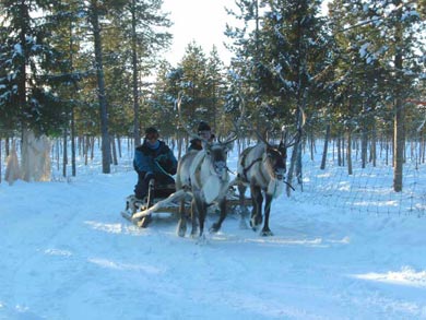 Reindeer Encounter and S&aacute;mi Experience in Lapland | Photo: Katja Bechtloff