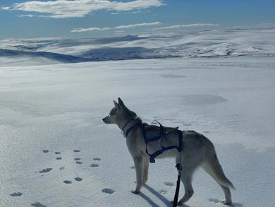 Ski Touring and Winter Camping on the Finnmark Plateau | Photo: PIR