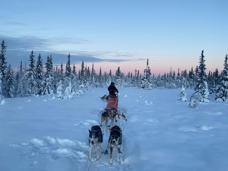 Dog Sledding and Northern Lights in Vindelfjällen
