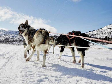 Dog Sledding & Northern Lights in Vindelfj&auml;llen | Photo: PK