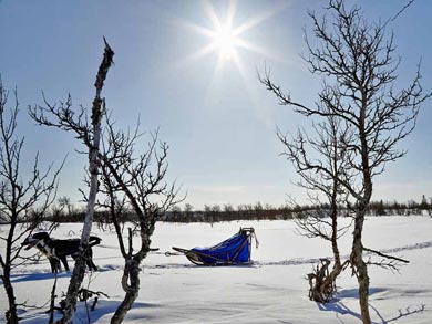 Dog Sledding & Northern Lights in Vindelfj&auml;llen | Photo: PK
