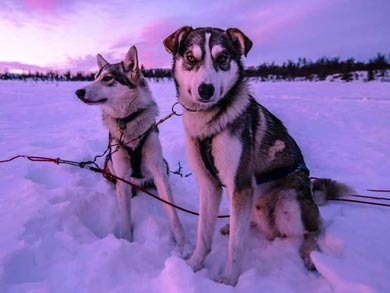 Dog Sledding & Northern Lights in Vindelfj&auml;llen | Photo: PK