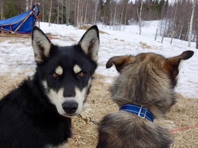 Dog Sledding & Northern Lights in Vindelfj&auml;llen | Photo: Kate Done