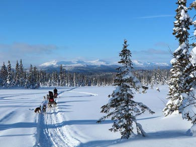 Dog Sledding & Northern Lights in Vindelfj&auml;llen | Photo: Kayleigh MacMillan