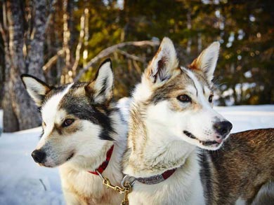 Dog Sledding & Northern Lights in Vindelfj&auml;llen | Photo: PK
